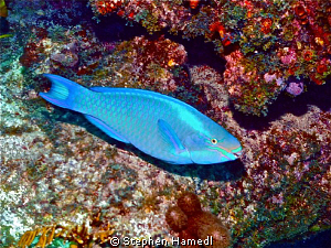 Princess Parrotfish by Stephen Hamedl 